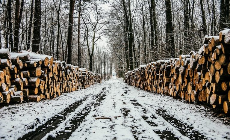 Фотографии вырубки лесов