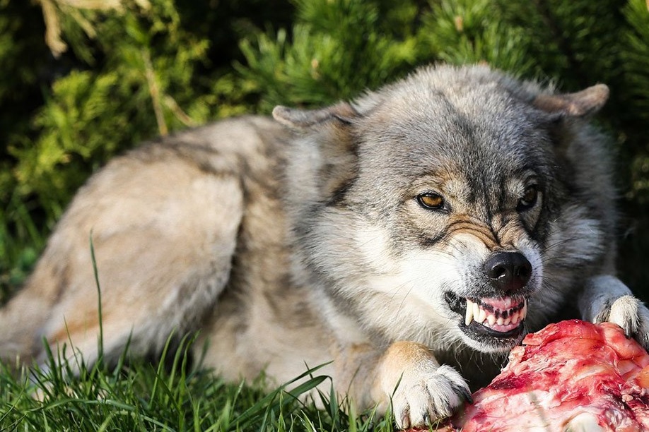 В Дагестане волк загрыз ребенка | Новости | Известия | 